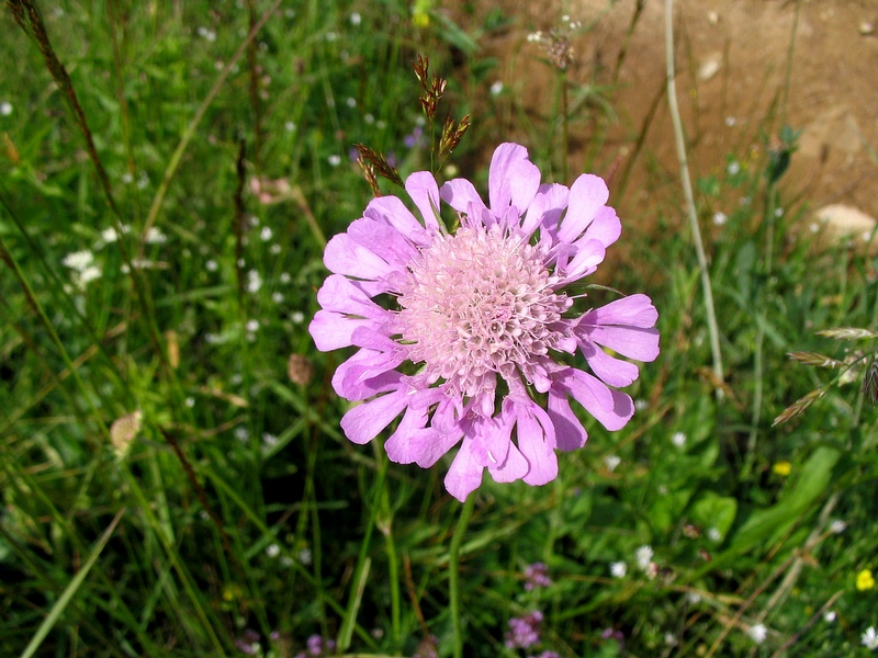 Image of Scabiosa columbaria specimen.