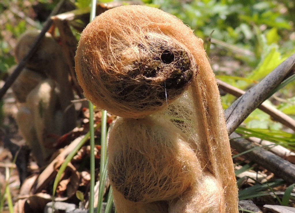 Image of Osmundastrum asiaticum specimen.