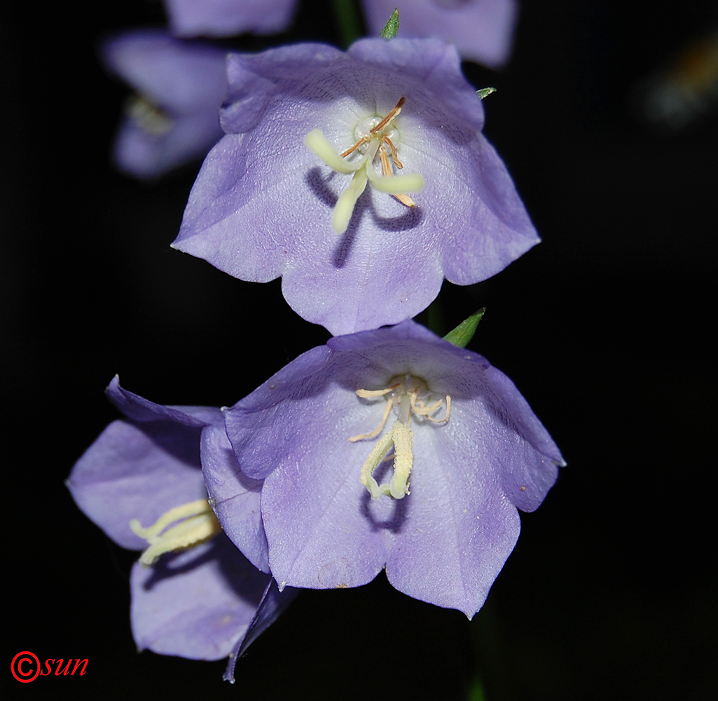 Image of Campanula persicifolia specimen.