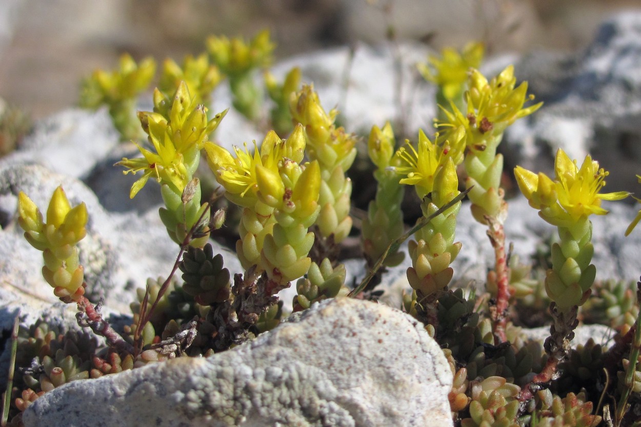 Image of Sedum urvillei specimen.