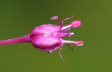 Allium sphaerocephalon