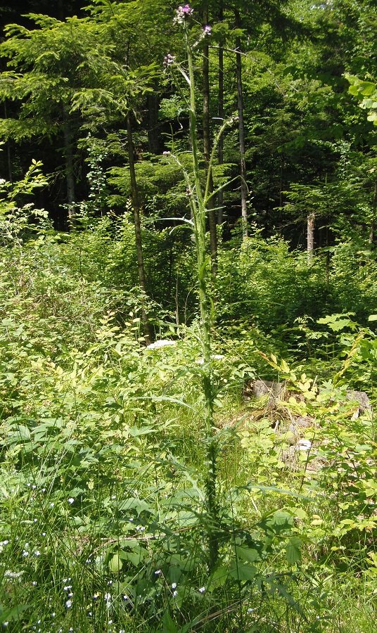 Image of Cirsium palustre specimen.