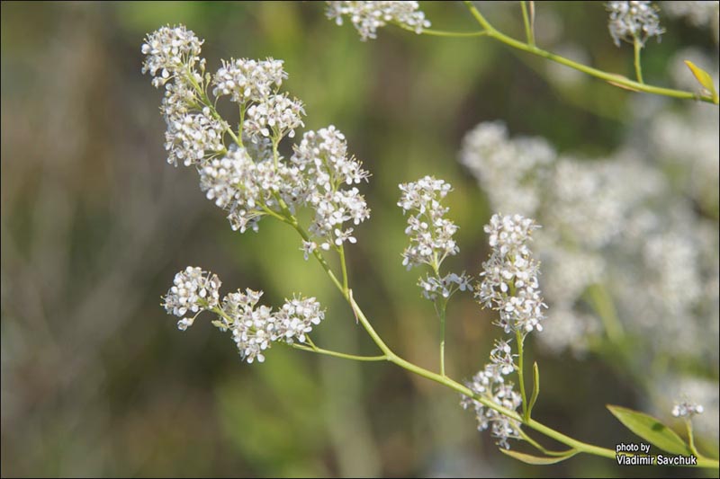 Изображение особи Lepidium latifolium.