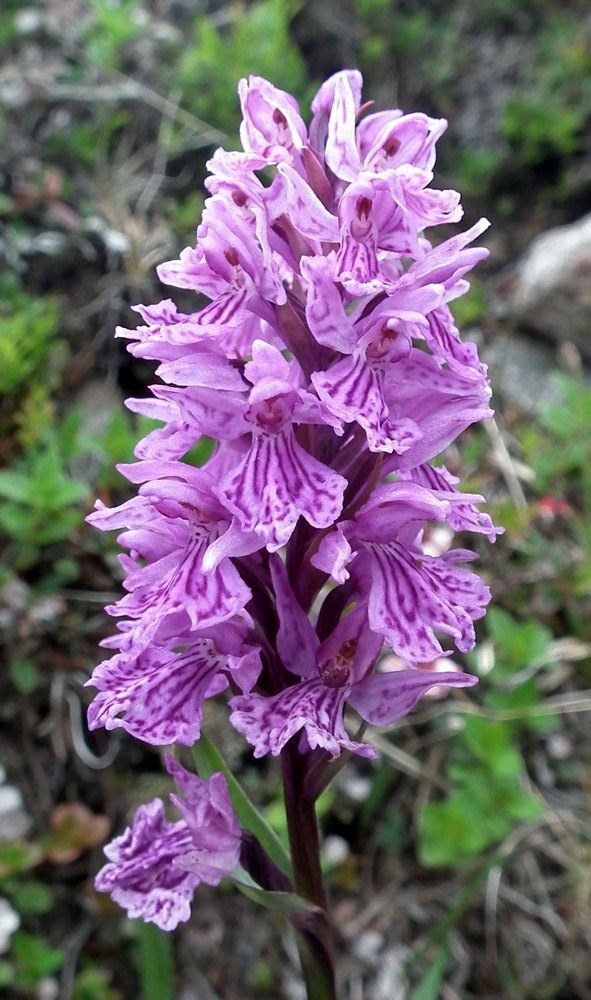 Image of Dactylorhiza psychrophila specimen.