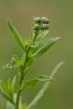 Cirsium setosum. Верхушка растения с нераскрывшимися соцветиями. Ростовская обл., Мясниковский р-н, Чулекская балка. 01.06.2014.