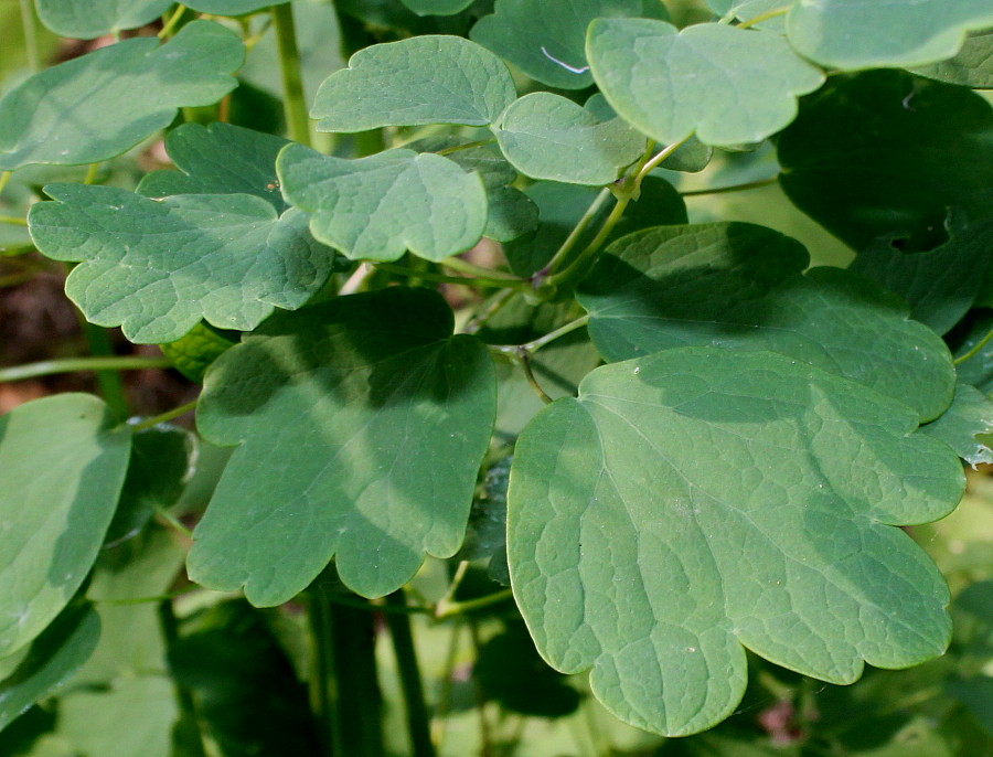 Image of Thalictrum aquilegiifolium specimen.