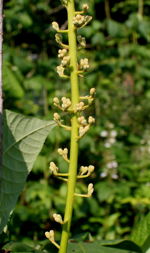 Image of Aesculus parviflora specimen.