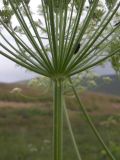 Heracleum asperum