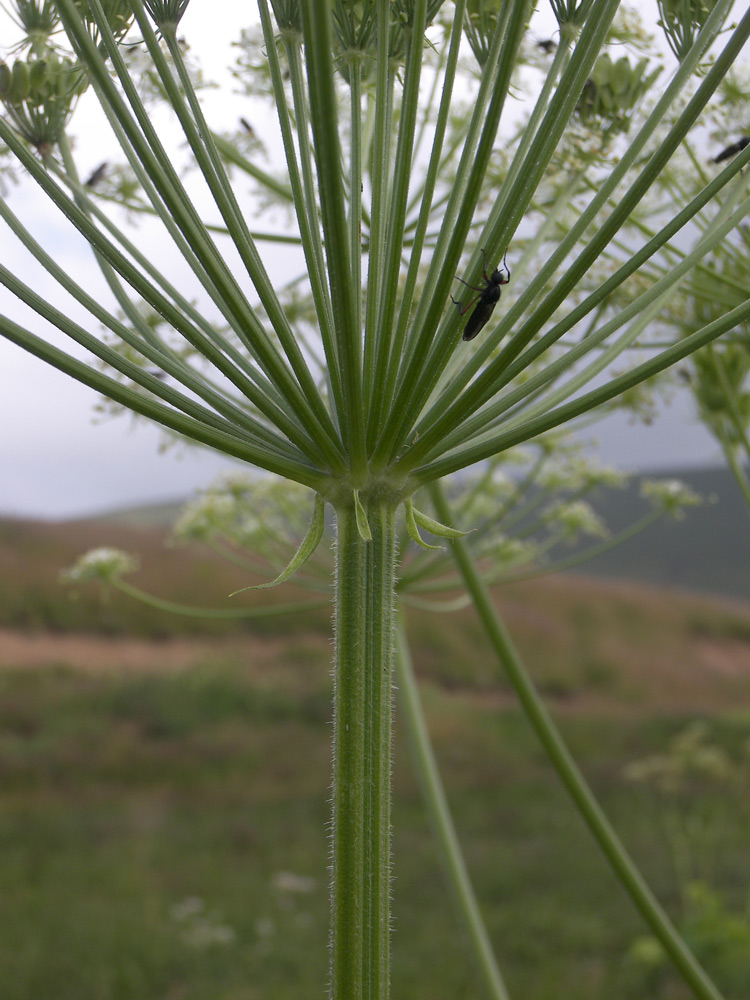 Image of Heracleum asperum specimen.