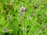 Mentha arvensis