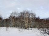 Betula ermanii. Деревья в безлистном состоянии. Камчатский край, Елизовский р-н.