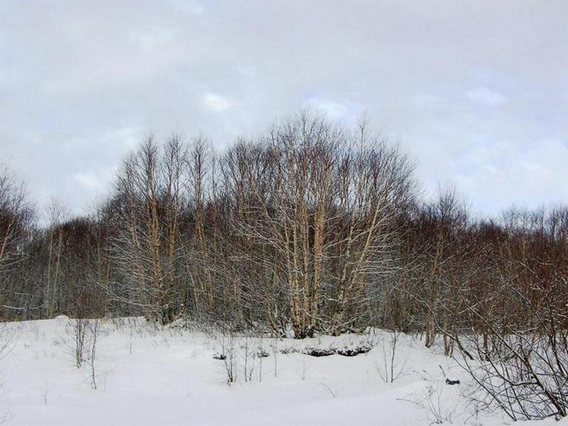 Image of Betula ermanii specimen.