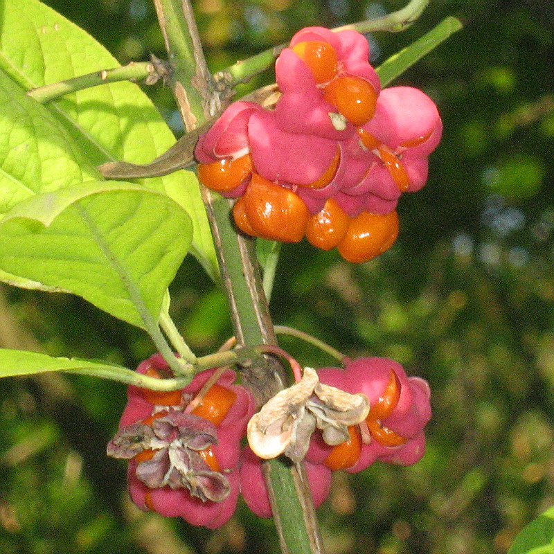 Изображение особи Euonymus europaeus.