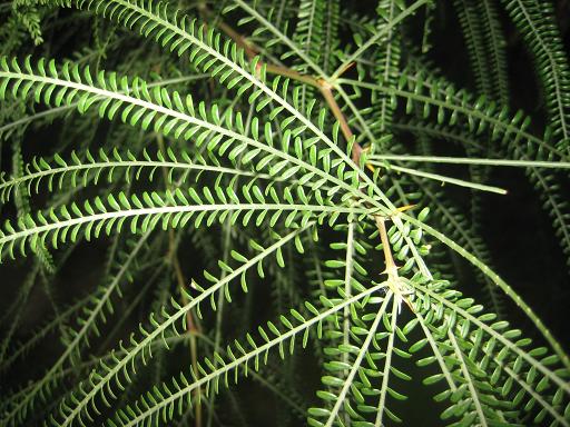 Image of Parkinsonia aculeata specimen.