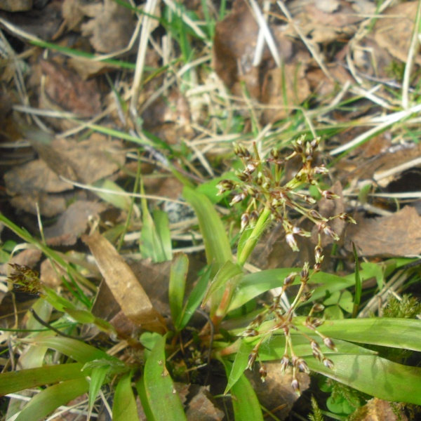 Image of Luzula pilosa specimen.