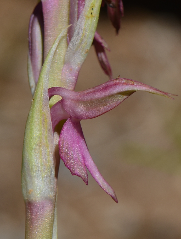 Изображение особи Anacamptis sancta.