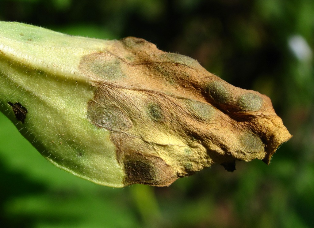 Image of Veronica gentianoides specimen.