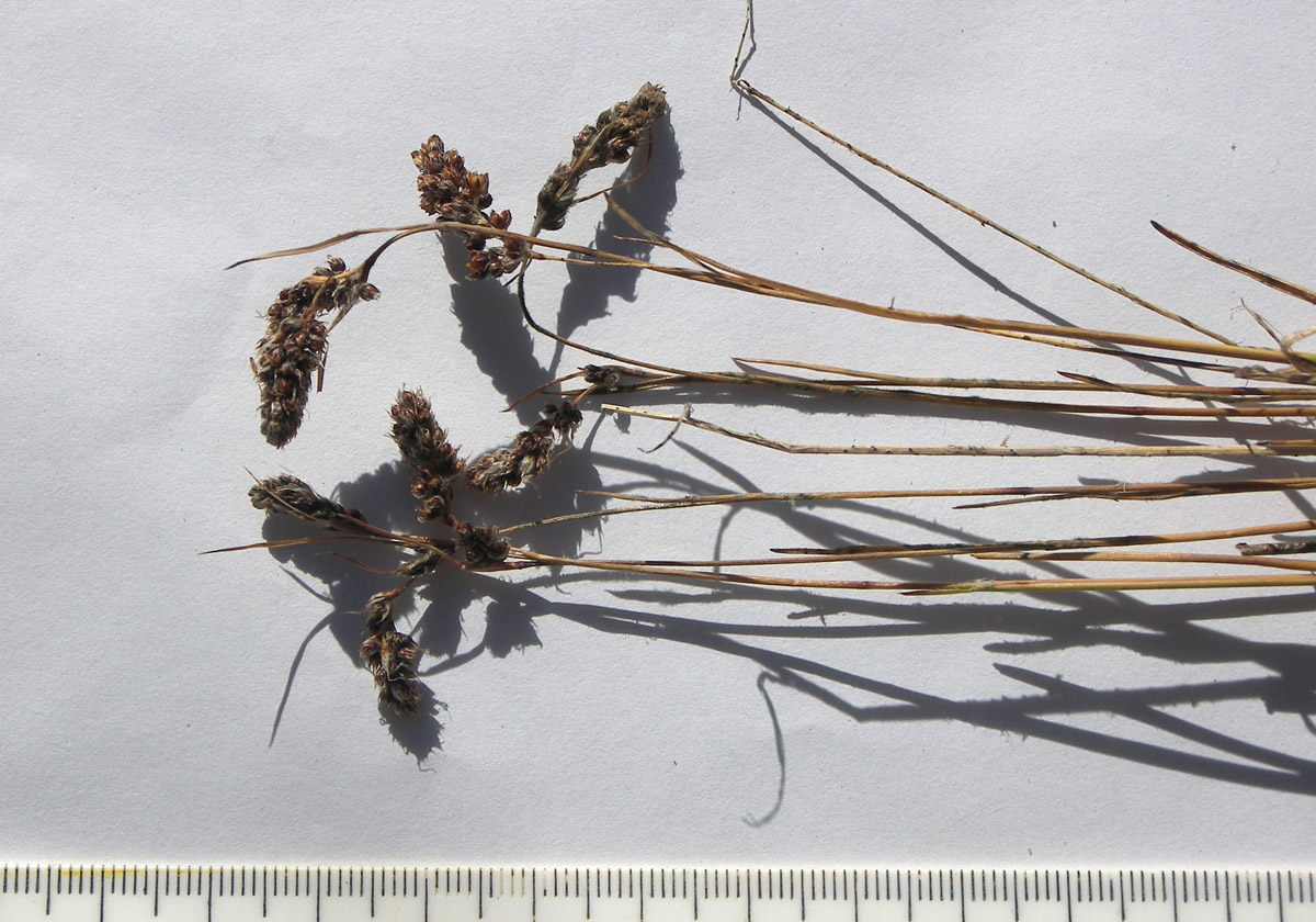 Image of Luzula spicata specimen.