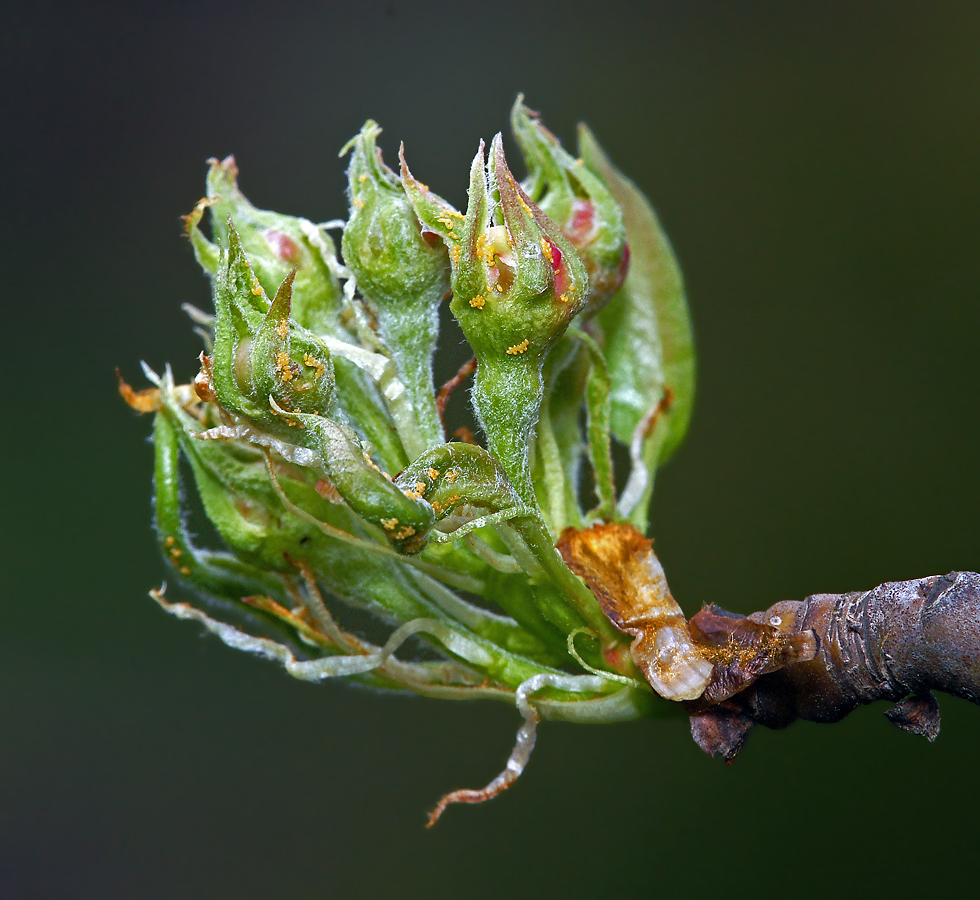 Image of Pyrus communis specimen.