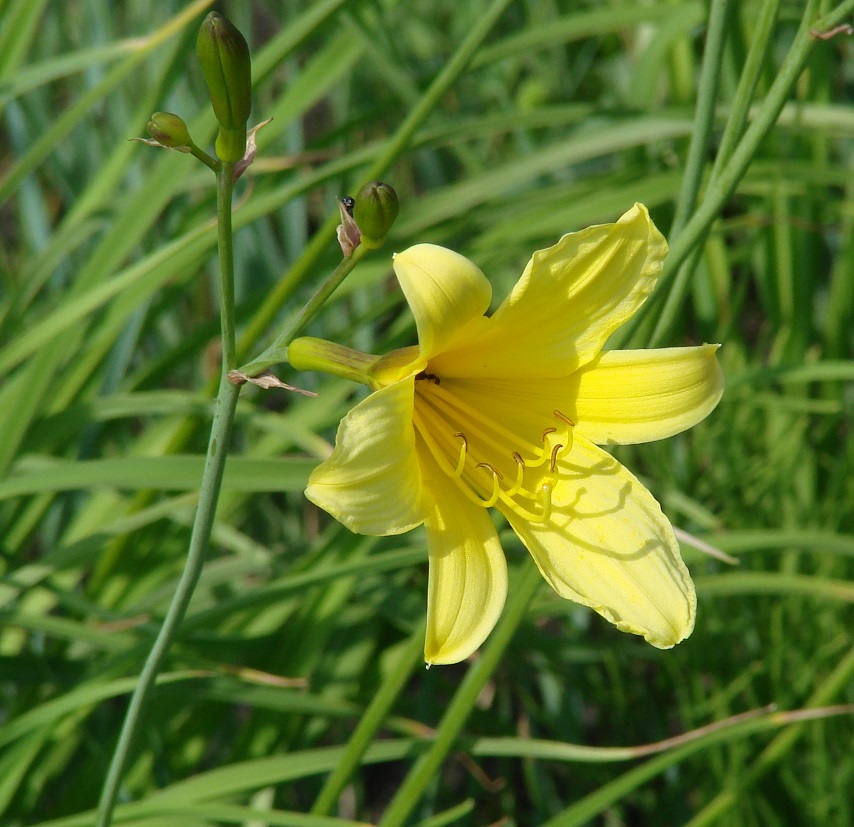 Изображение особи Hemerocallis minor.