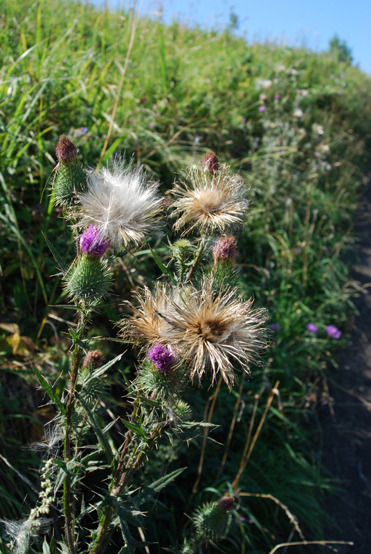 Image of Cirsium vulgare specimen.