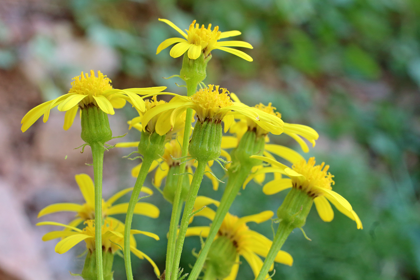 Image of Senecio racemulifer specimen.