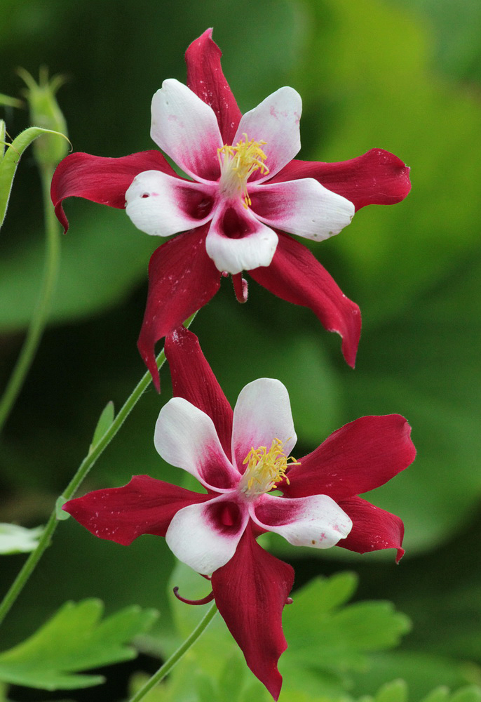 Изображение особи Aquilegia coerulea.