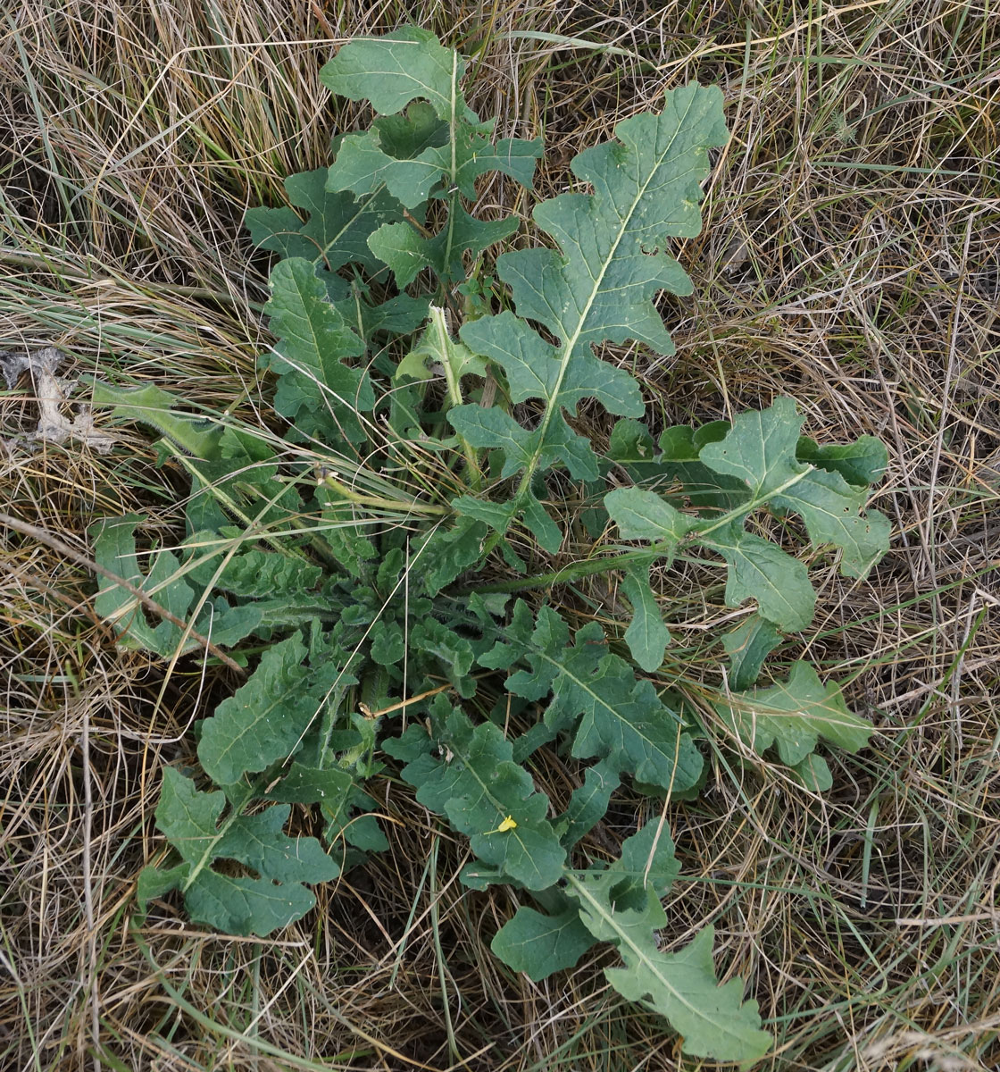 Image of Sisymbrium loeselii specimen.