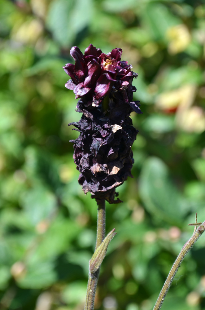 Image of Aquilegia atrovinosa specimen.