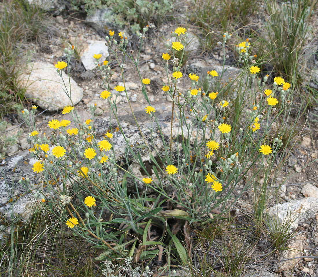 Image of Pilosella echioides specimen.