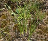 Allium rubens