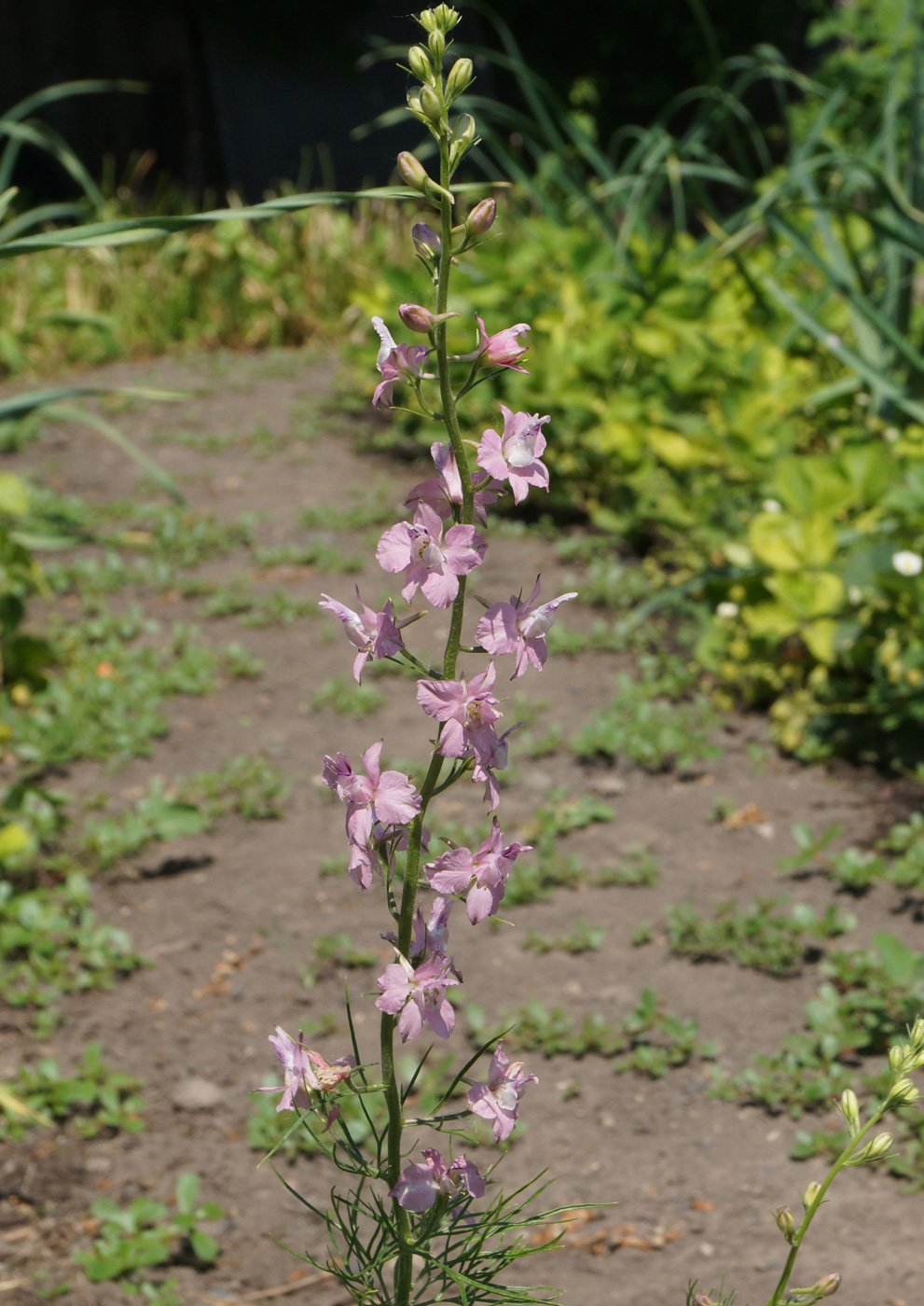 Изображение особи Delphinium ajacis.