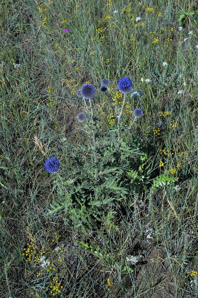 Image of Echinops davuricus specimen.