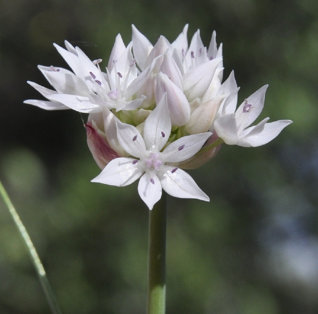 Image of Allium amplectens specimen.