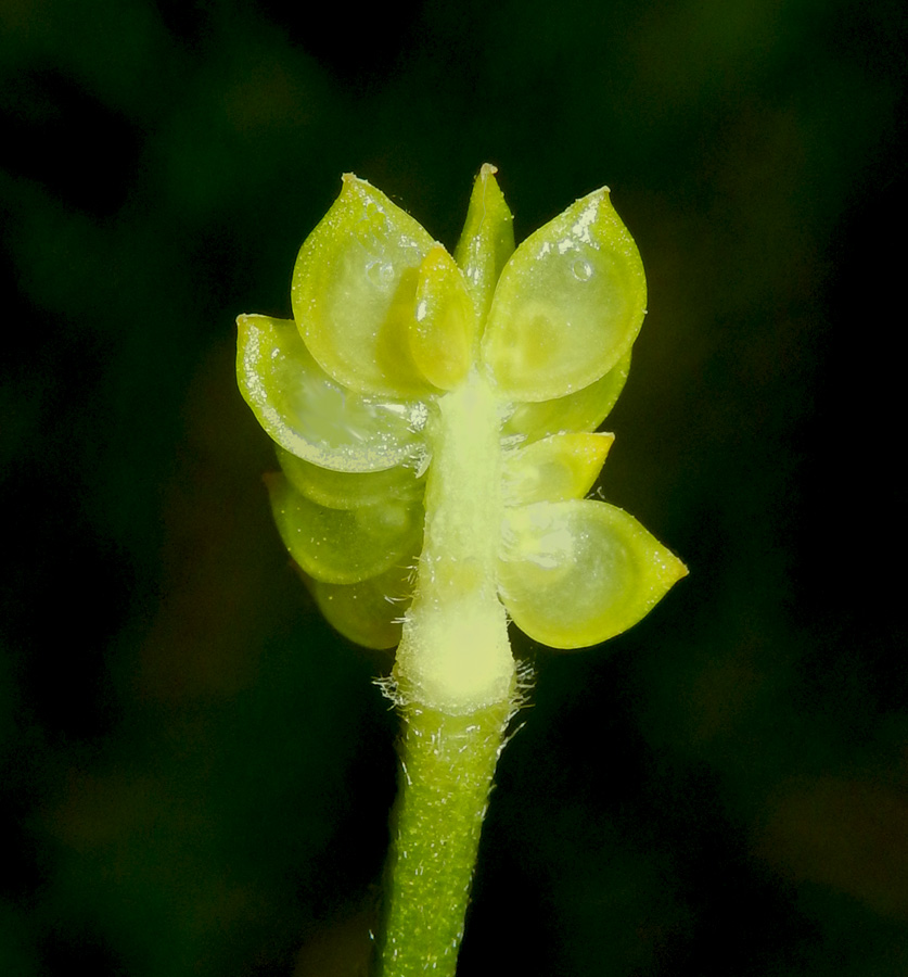 Image of Ranunculus aleae specimen.