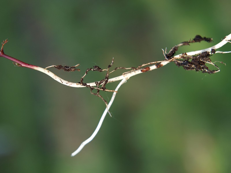 Image of Vicia sepium specimen.