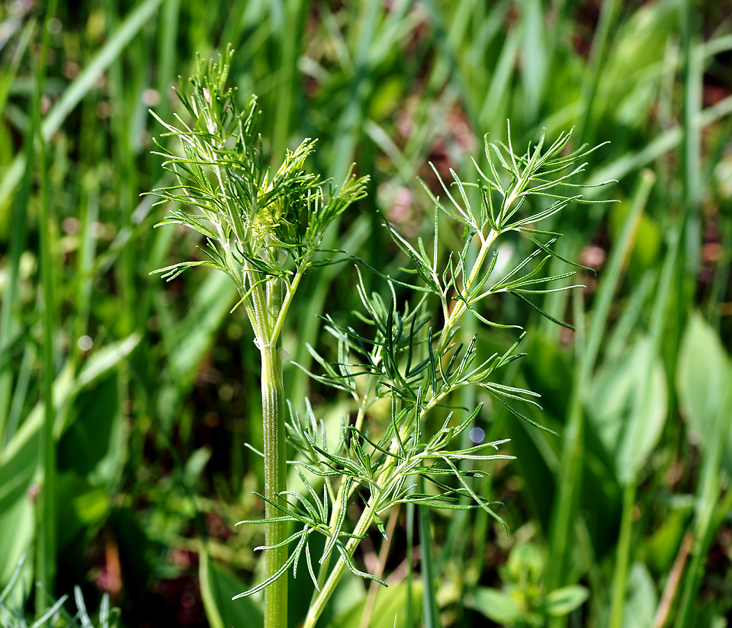 Изображение особи Thalictrum lucidum.