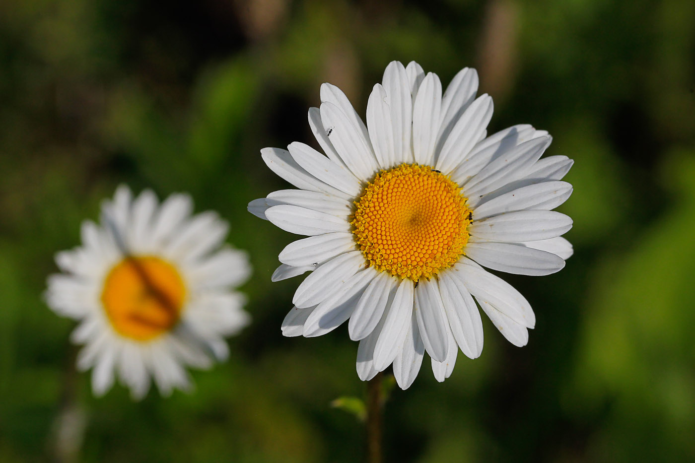 Image of Leucanthemum ircutianum specimen.