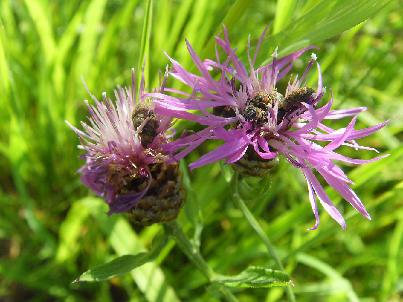 Изображение особи Centaurea jacea.