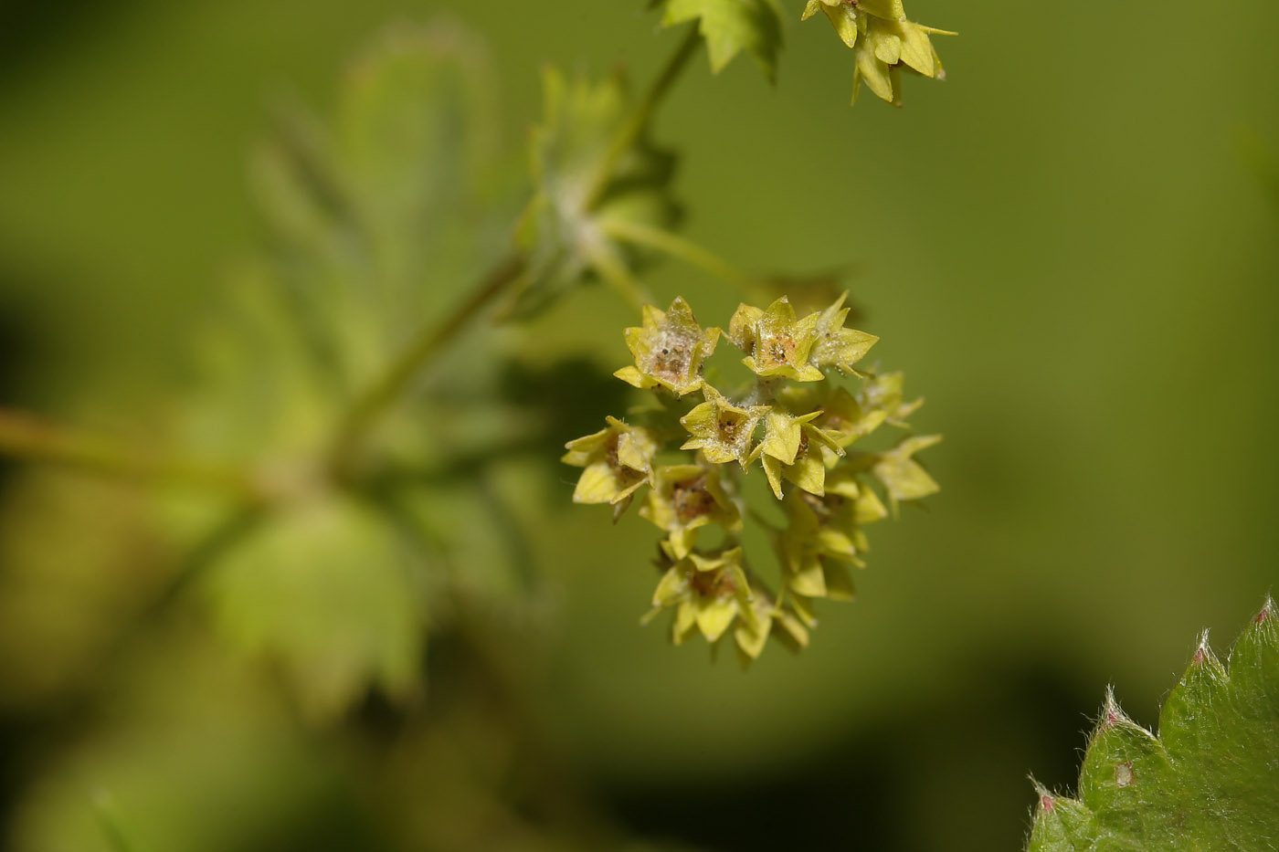 Изображение особи род Alchemilla.