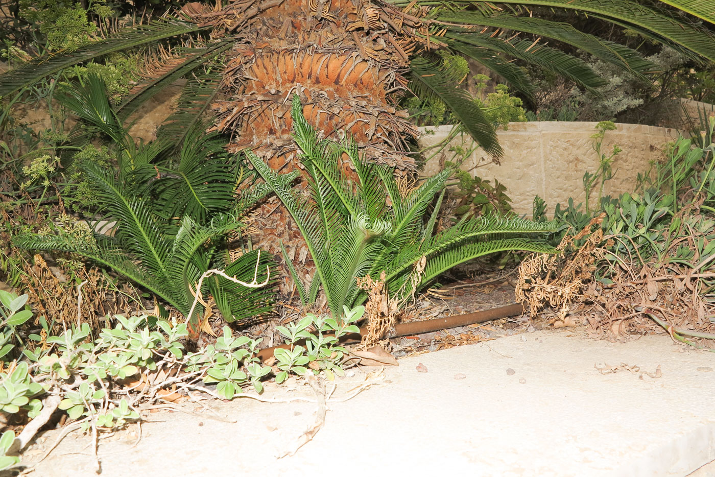 Image of Cycas revoluta specimen.