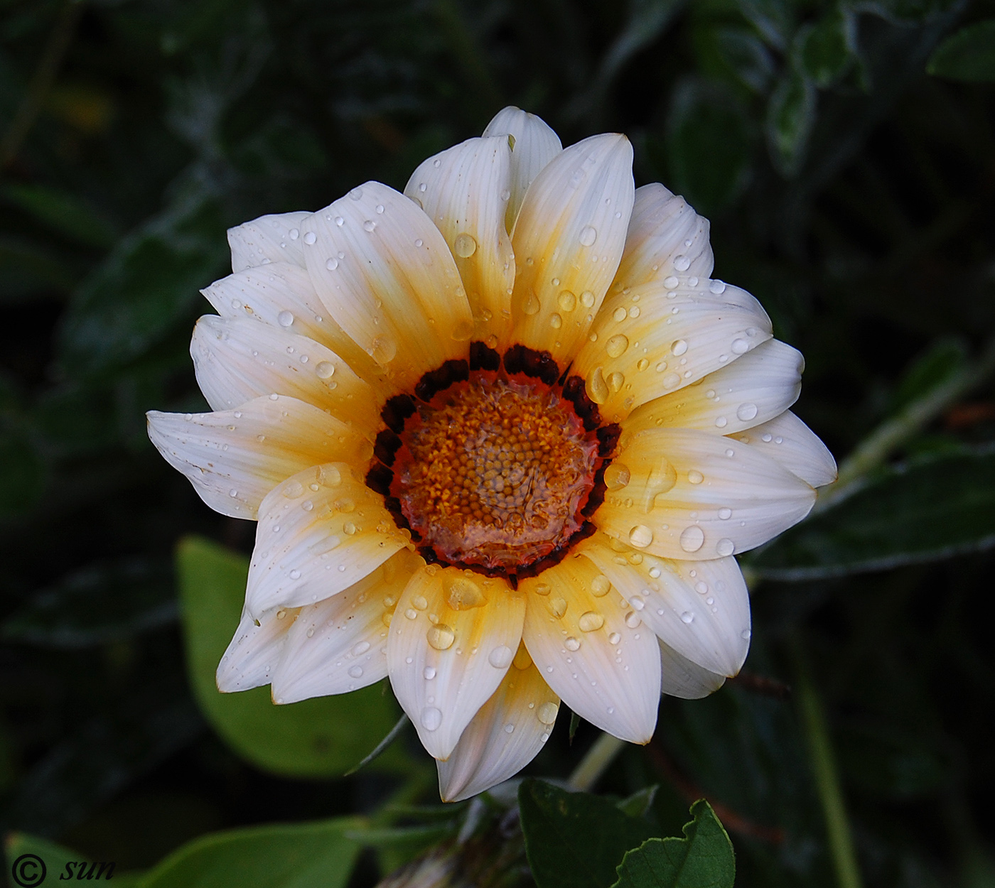 Image of Gazania &times; hybrida specimen.