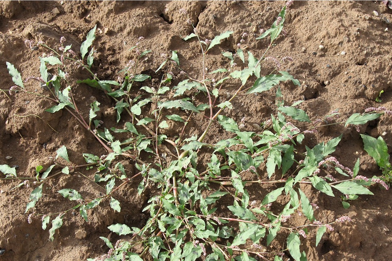 Image of Persicaria maculosa specimen.