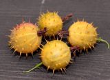 Смотреть изображение Grossularia burejensis