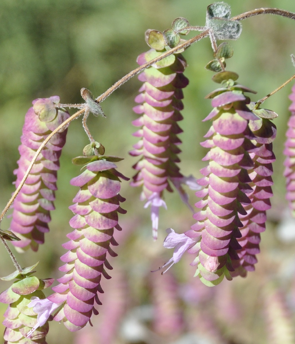 Image of Origanum dictamnus specimen.