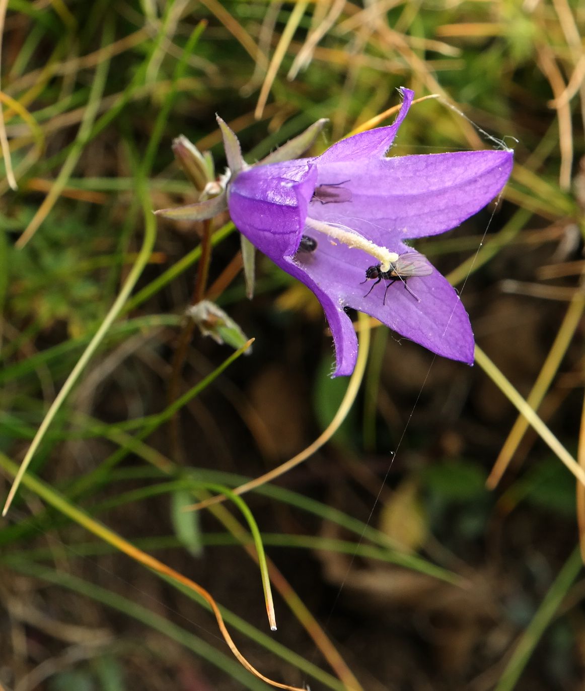 Изображение особи род Campanula.