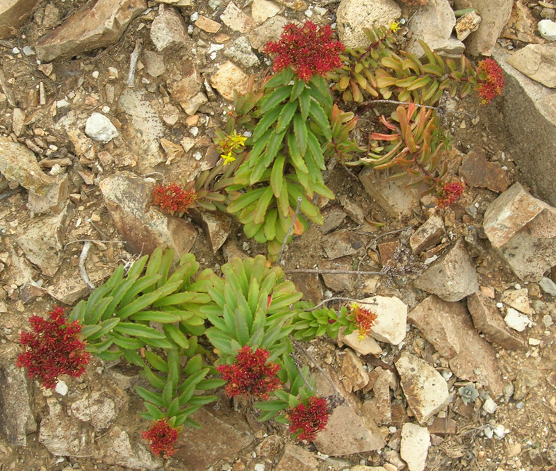 Image of genus Sedum specimen.