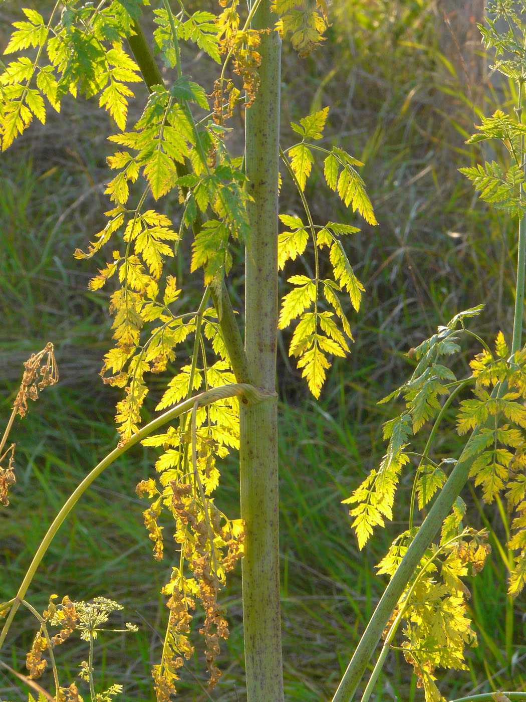 Image of Conium maculatum specimen.