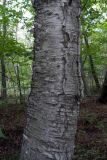 genus Betula. Ствол. Владивосток, о. Русский, лес. 10.09.2016.