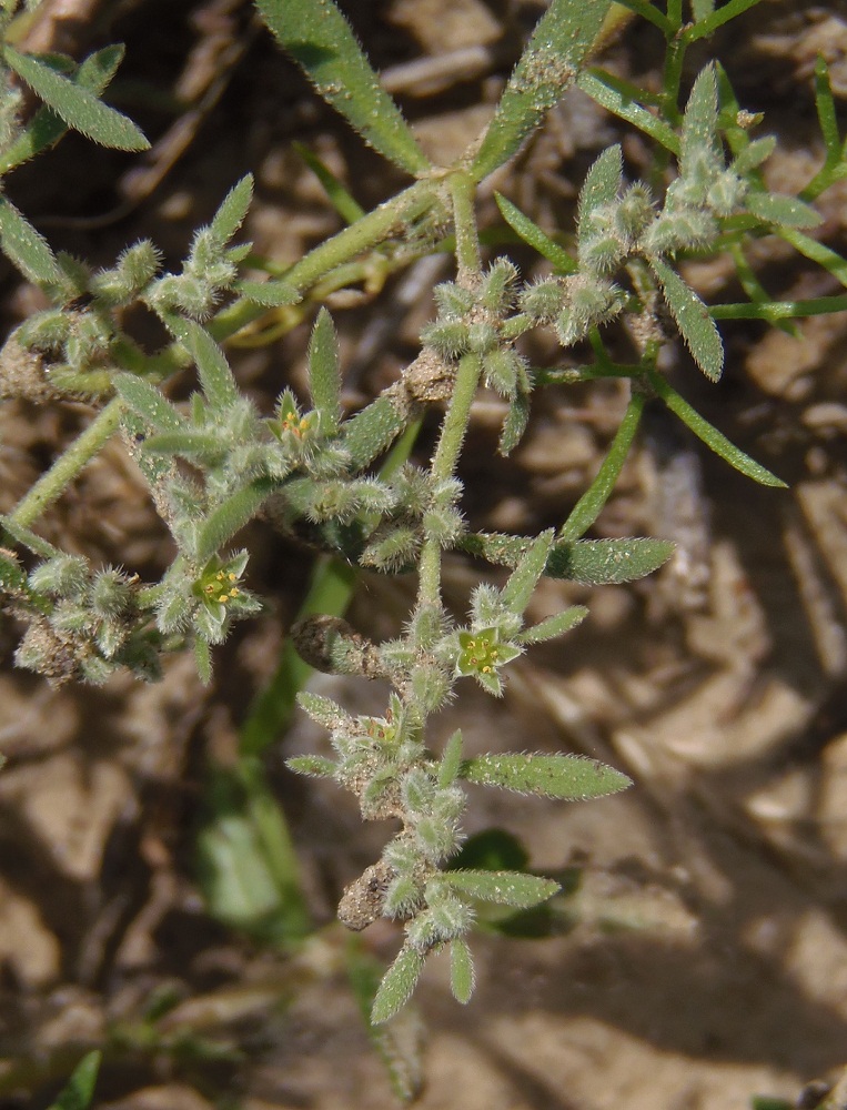 Image of Herniaria incana var. angustifolia specimen.